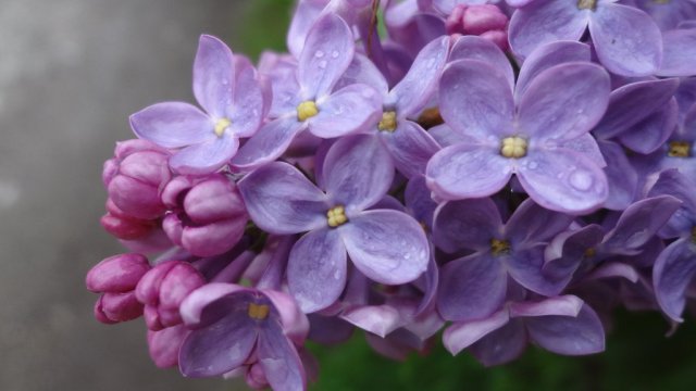 pink_and_purple_lilac_by_annalvg-d65b8ql